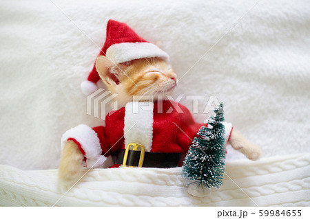 Baby cat in Christmas Santa hat. Kitten in winter. Baby cat in Christmas Santa hat. Kitten in winter. 59984655