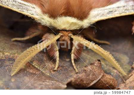 ヒメヤママユの顔 59984747