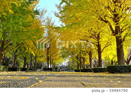 秋の公園　本庄総合公園 59984790