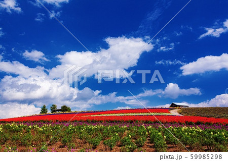 北海道・上富良野町 秋の花畑の風景 59985298