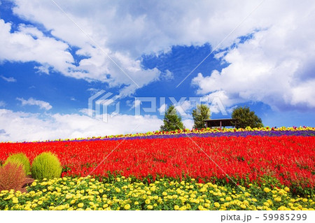 北海道・上富良野町 秋の花畑の風景 北海道・上富良野町 秋の花畑の風景 59985299
