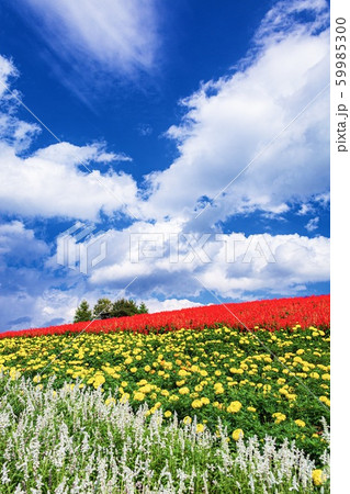 北海道・上富良野町 秋の花畑の風景 北海道・上富良野町 秋の花畑の風景 59985300