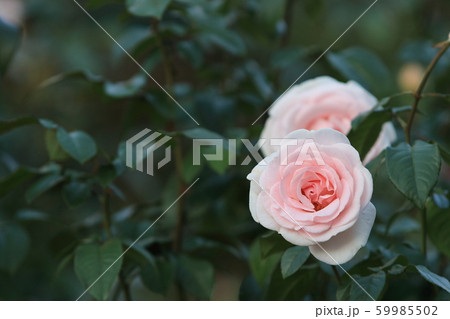 バラ 59985502
