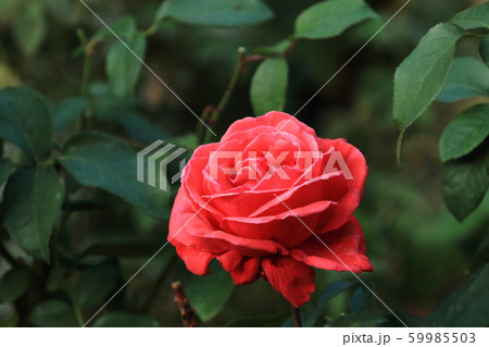 バラ 59985503