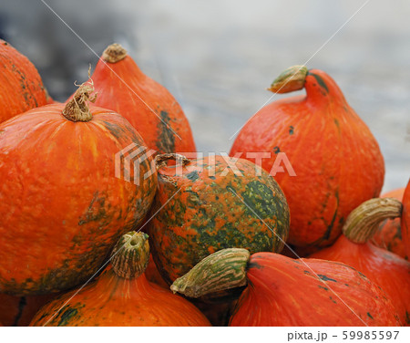 close up whole orange hokaido pumpkins with light close up whole orange hokaido pumpkins with light 59985597