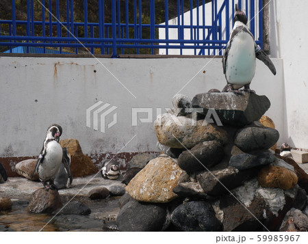 岩の上にいるペンギン 岩の上にいるペンギン 59985967