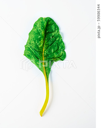 swiss rainbow chard isolated on white swiss rainbow chard isolated on white 59986344