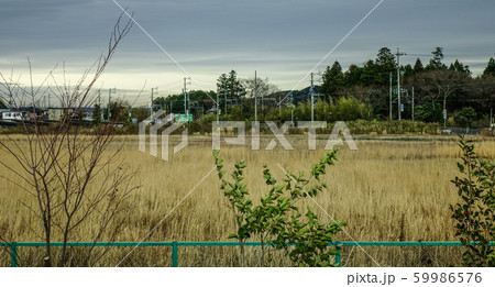 Grass field in Biei, Japan 59986576