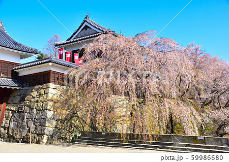 桜景 上田城 桜景 上田城 59986680