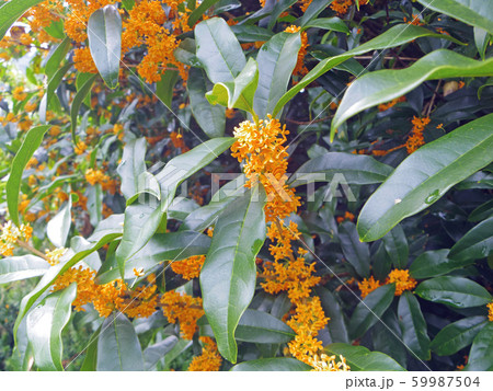 金木犀の花 金木犀の花 59987504