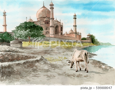 水彩風景画タージマハルと牛 59988647