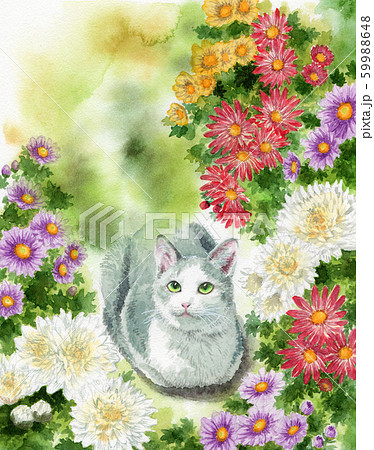 アナログ水彩猫と小菊 アナログ水彩猫と小菊 59988648