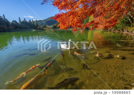 【南アルプス】　伊奈ヶ湖　紅葉　白鳥 59988665