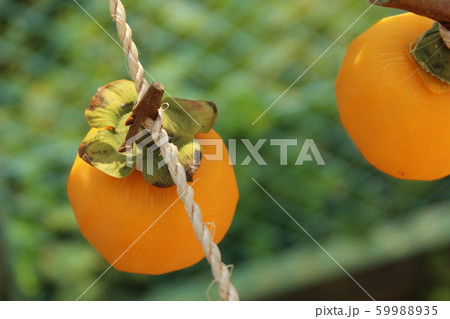 干し柿を作ろう 59988935