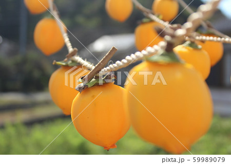 干し柿を作ろう 59989079