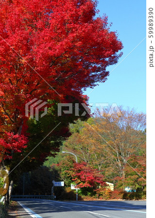 県道沿いの紅葉　面河渓まで6km（愛媛県） 59989390