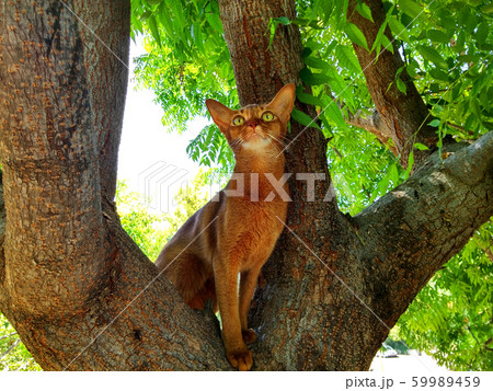 Abyssinian cat on a tree Abyssinian cat on a tree 59989459