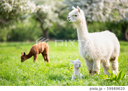 White Alpaca with offspring 59989620