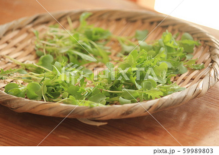 水菜とわさび菜のベビーリーフの写真素材