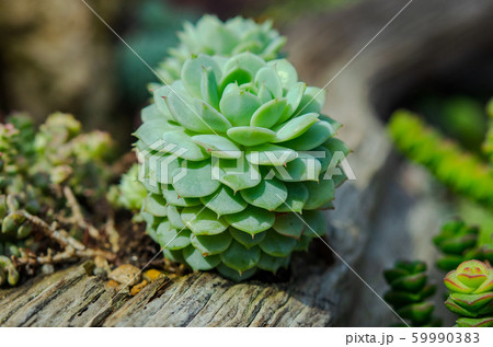 cactus flowers macro 59990383