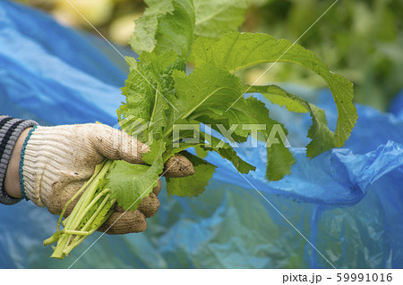 植物 手 野菜 59991016