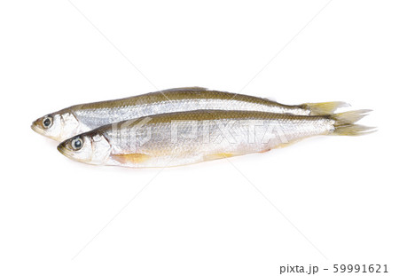 whole round fresh Japanese sand fish or Japanese whole round fresh Japanese sand fish or Japanese 59991621