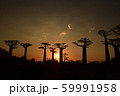 バオバブの並木道の夕日 59991958