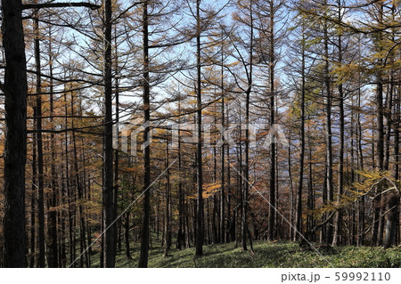 カラマツ林の紅葉 カラマツ林の紅葉 59992110
