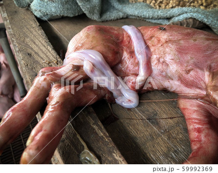 Piglets die during birth in a pig mummy farm. Piglets die during birth in a pig mummy farm. 59992369