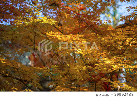 自然 風景 韓国 59992438