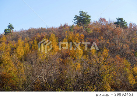 自然 風景 韓国 59992453