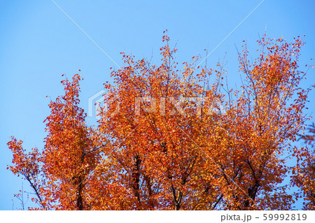 自然 風景 韓国 59992819