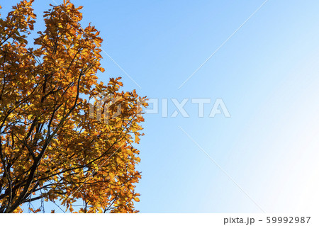 自然 風景 韓国 59992987