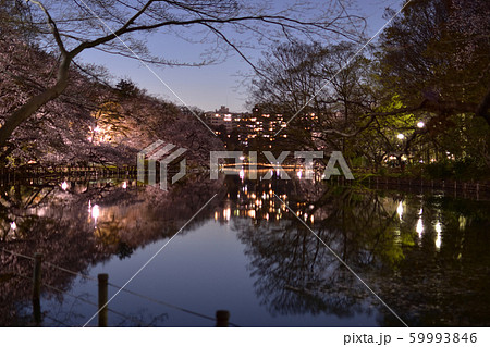 井の頭公園の夜桜の写真素材