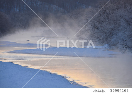 朝陽に染まるタンチョウのねぐら(北海道・鶴居) 朝陽に染まるタンチョウのねぐら(北海道・鶴居) 59994165
