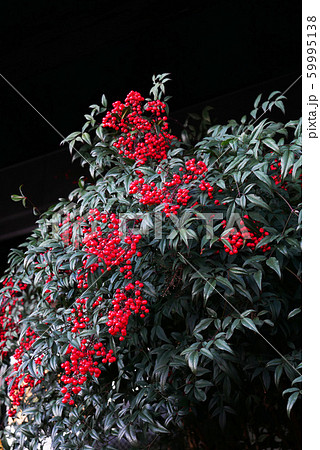 植物 写真 お正月 生け花 南天 赤い実 めでたい植物の写真素材