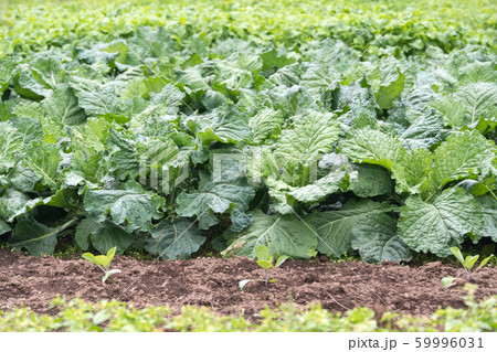 Kale cabbage. Winter cabbage also known as italian 59996031