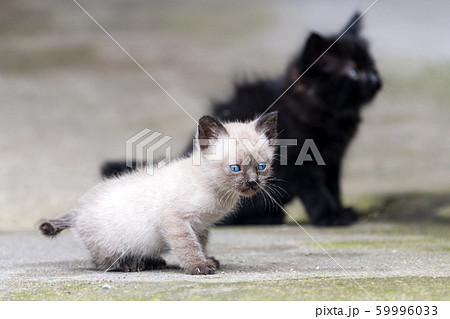 Black and grey newborn kittens outdoor. The kitten 59996033