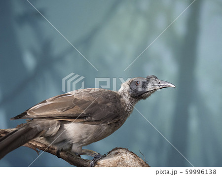 Close up portrait of helmeted friarbird, Philemon 59996138