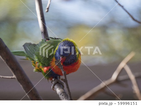 Close up exotic colorful red blue green parrot Close up exotic colorful red blue green parrot 59996151