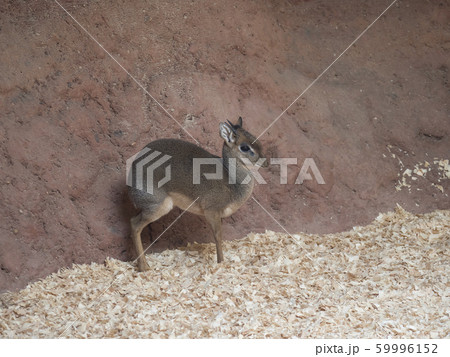 Profile portrait of Kirk's dik-dik, Madoqua Profile portrait of Kirk's dik-dik, Madoqua 59996152