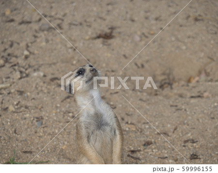 Close up standing meerkat or suricate, Suricata Close up standing meerkat or suricate, Suricata 59996155