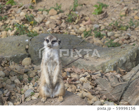 Close up standing meerkat or suricate, Suricata Close up standing meerkat or suricate, Suricata 59996156