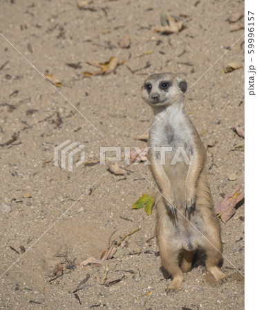 Close up standing meerkat or suricate, Suricata 59996157