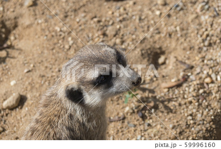 Close up portrait of meerkat or suricate, Suricata Close up portrait of meerkat or suricate, Suricata 59996160