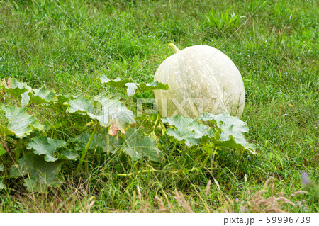 Squashes harvest growing in the garden. Vegetable 59996739