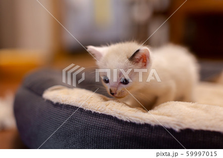 仔猫　生後4週間　保護猫 59997015