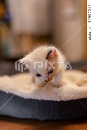 仔猫　生後4週間　保護猫 59997017