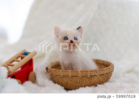 仔猫 生後4週間 保護猫 仔猫 生後4週間 保護猫 59997019