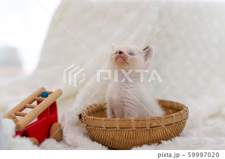 仔猫 生後4週間 保護猫 仔猫 生後4週間 保護猫 59997020